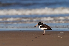 David Plant Photography - Wildlife Photographer - Oystercatcher - H
